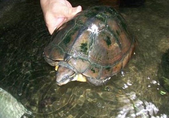 宿舍寵物水龜飼養(yǎng)指南之第一部分