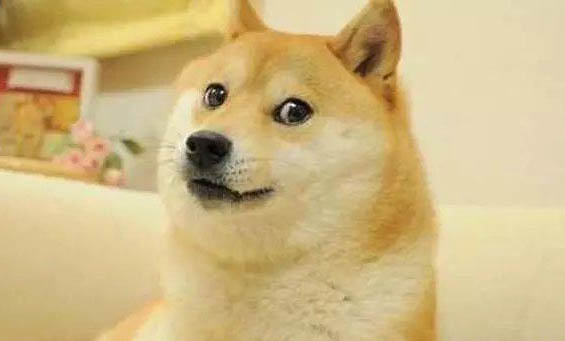 柴犬咳嗽怎么辦