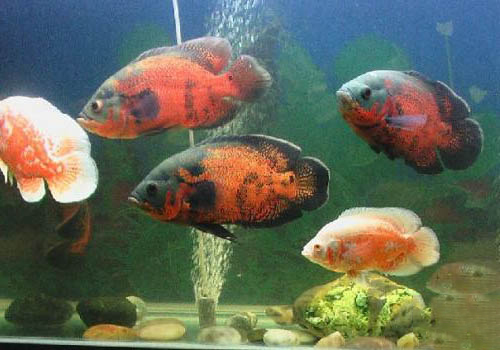地圖魚和什么魚混養(yǎng)最好