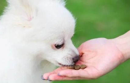 狗狗可以吃生蠔嗎?
