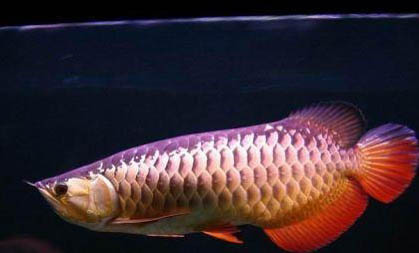 觀賞魚的養殖對水質有哪些要求