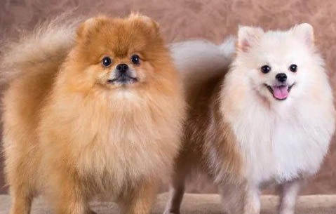 博美犬一般都多少錢一只