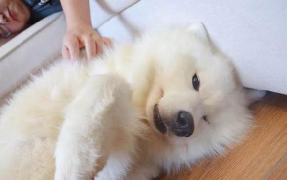 狗狗尿毒癥能活多久?