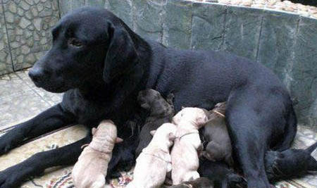 阿拉斯加幼犬喜歡什么玩具