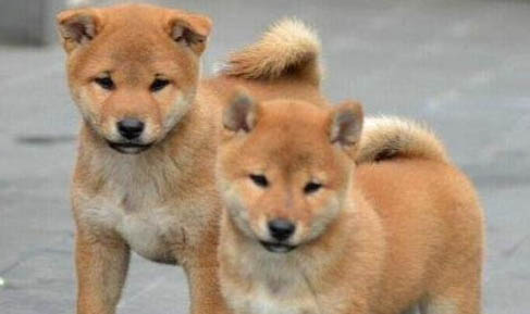 中華田園犬可以辦狗證嗎