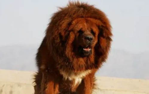 哪里有藏獒幼犬出售