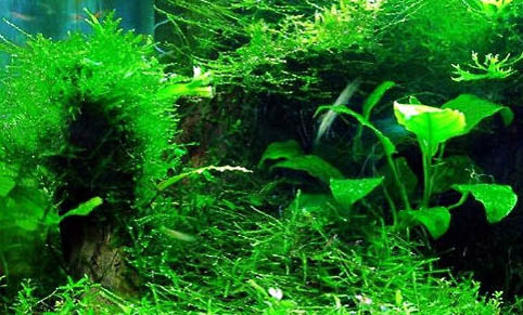 魚缸水混濁有哪些原因