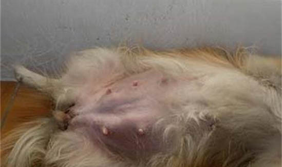 母犬絕育多久恢復