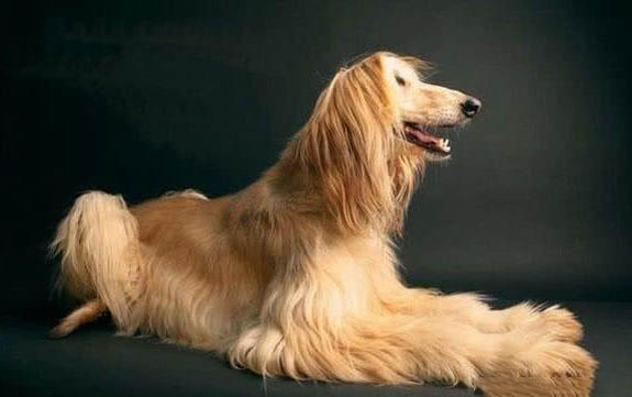 犬瘟不打針要多久才能好