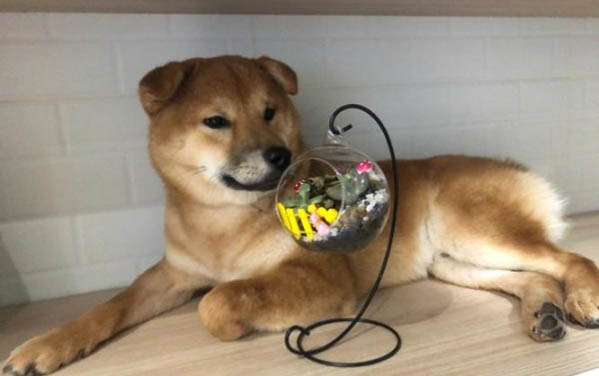秋田犬和柴犬哪個更適合家庭