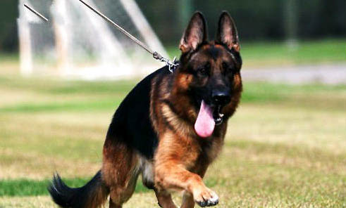 冰島牧羊犬攻擊性很強嗎