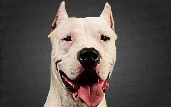 杜高犬的嗅覺怎么樣靈敏嗎