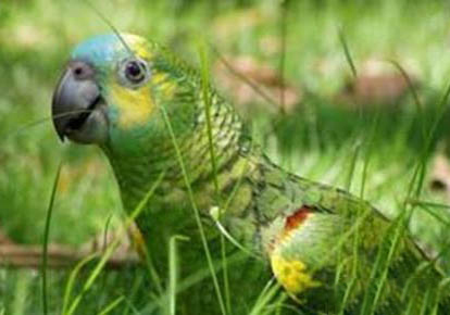 玄鳳鸚鵡幼崽的飼養方法
