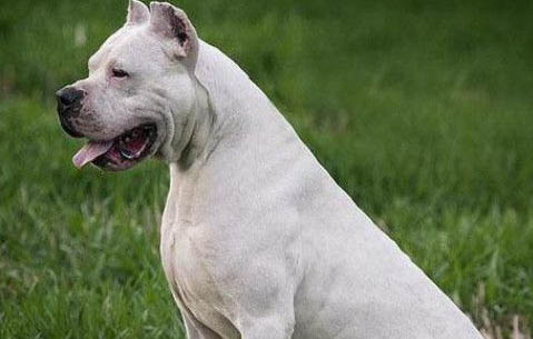 杜高和比特犬哪個厲害