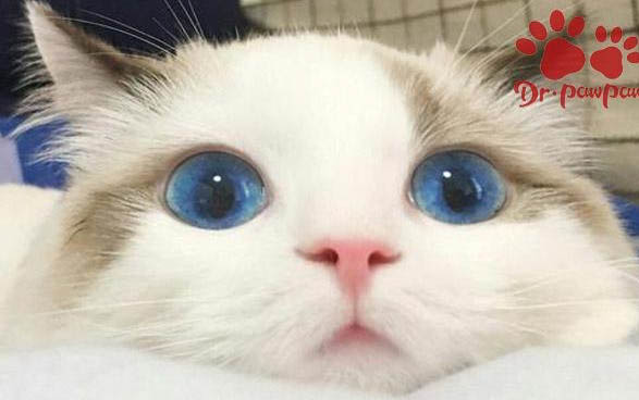 撿到一只小貓檢查貴嗎
