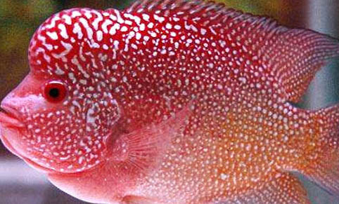 孔雀魚能與清道夫在一起養(yǎng)嗎