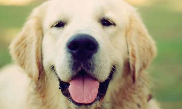 如何糾正狗狗對其他犬兇
