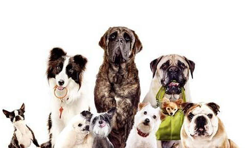 4個(gè)月以內(nèi)的狗不帶狂犬病