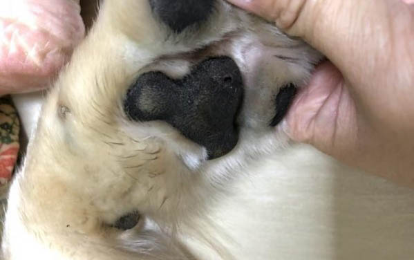 狗狗可以吃櫻桃嗎