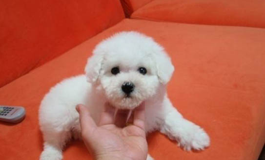 貴賓犬體外驅(qū)蟲多久一次