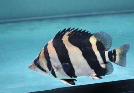 印尼虎魚壽命
