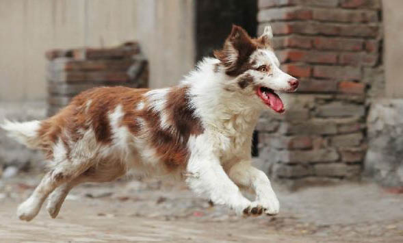 大型寵物犬有哪些品種