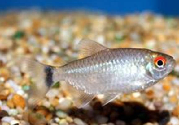 斗魚冬季應該怎么保暖
