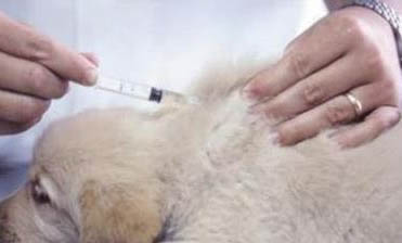 狗狗剖腹產要多少錢