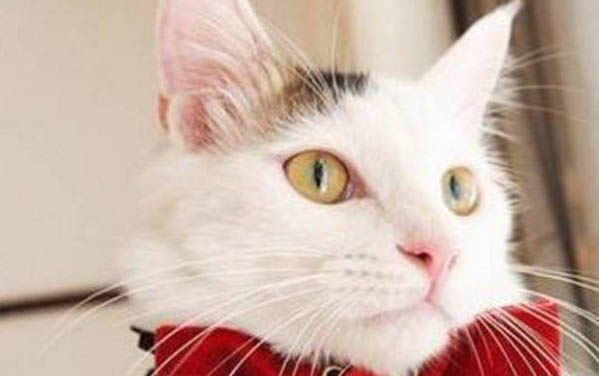 小貓出生多久可以走路