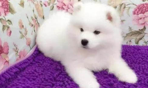 如何給薩摩耶幼犬選擇合適的玩具