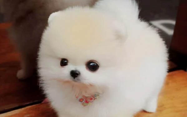 3個月幼犬一天喂幾次
