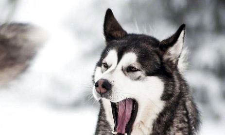 哈士奇幼犬如何挑選