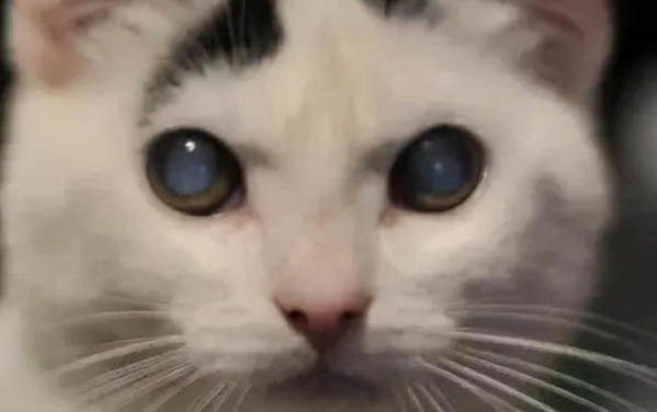 小貓腿骨折了能自愈嗎?