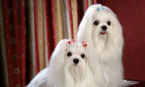 西施犬為什么沒有人養?