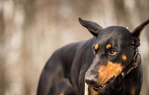 杜賓犬要綁立耳棒多長時間呢