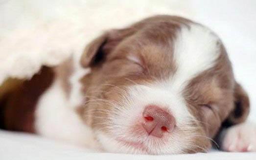 金毛巡回幼犬的飼養及管理
