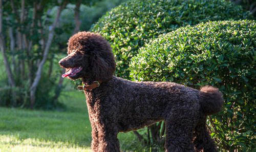 巨貴犬哪個顏色貴