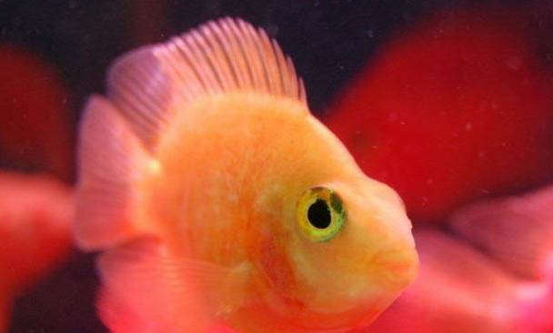 25度釣魚釣多遠合適