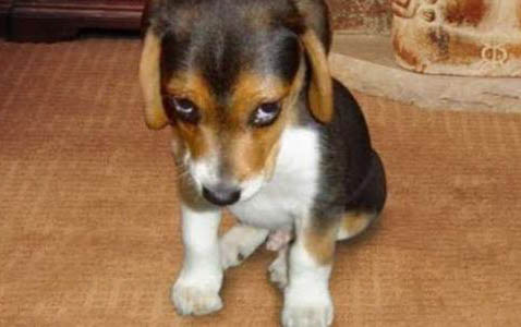 狗狗下犬式是肚子疼嗎