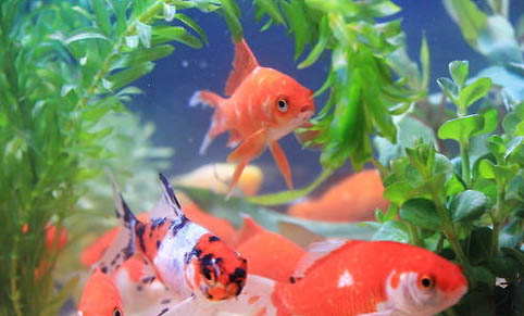 養魚氧氣泵要一直開嗎