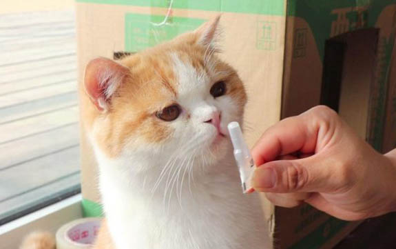 貓三聯可以在家自己打嗎