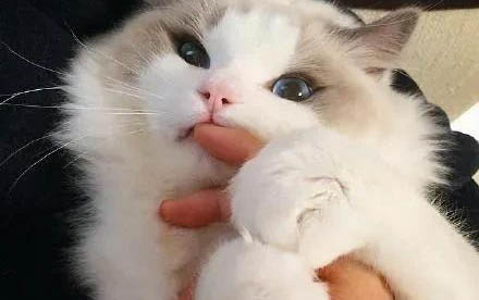 貓為什么不叫呢