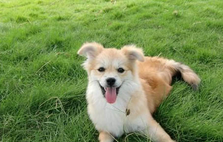狗狗兩只耳朵往后貼