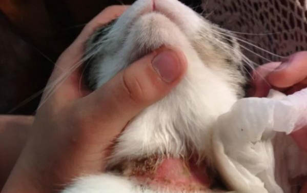 貓咪在床上拉屎是什么原因