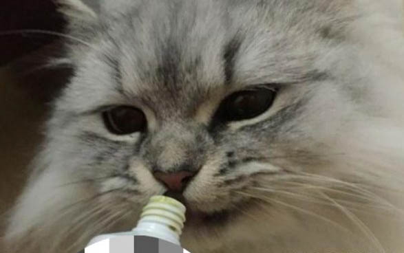 新生貓咪幾天睜眼