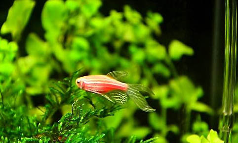 斑馬魚可以和孔雀魚一起養嗎