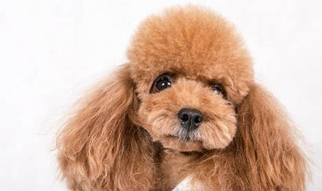 泰迪犬一頓吃多少