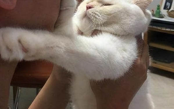 貓為什么總是舔自己的毛