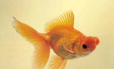 純凈水可不可以養魚