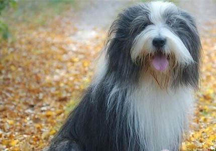 冰島牧羊犬機(jī)靈嗎